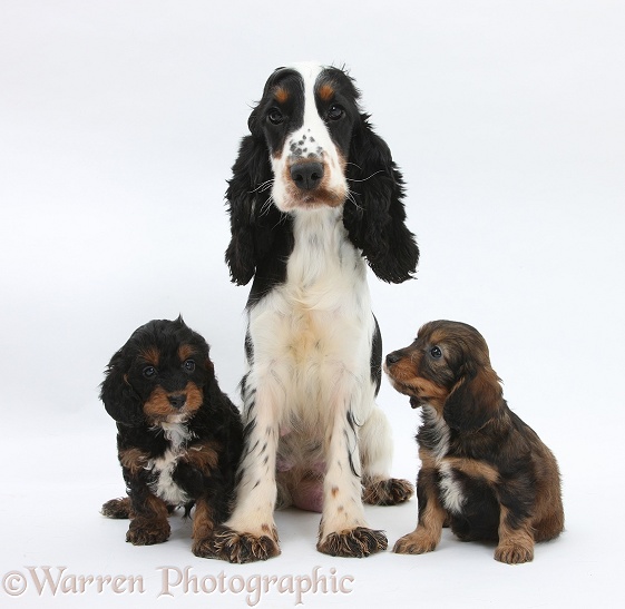 Tricolour English Cocker Spaniel with Cockapoo pups, 6 weeks old, white background