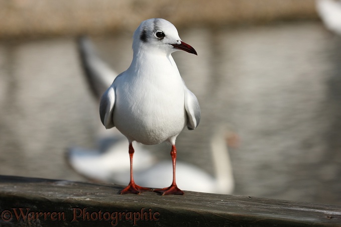 Black-headed Gull