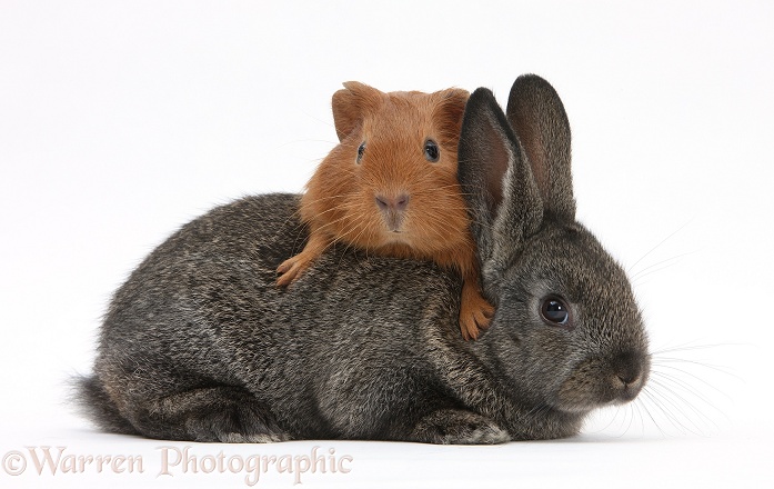 Baby agouti rabbit and baby red Guinea pig, white background