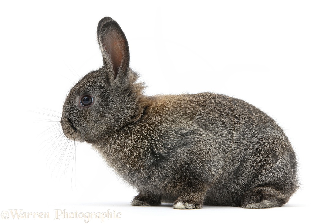 Baby agouti rabbit, white background