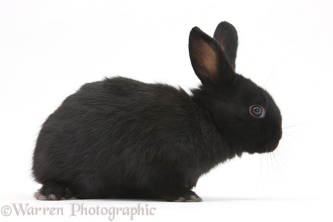 Baby black rabbit, white background