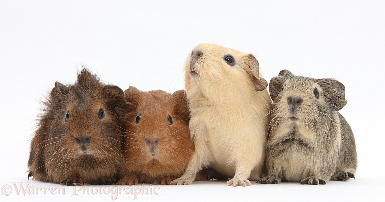 Four baby Guinea pigs, white background