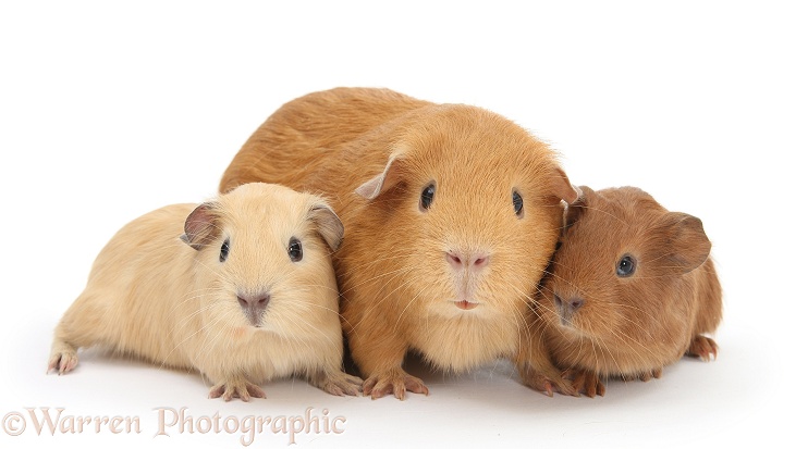 Mother Guinea pig with two babies, white background