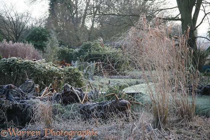 English country garden in midwinter