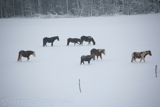 Ponies in a snowy field
