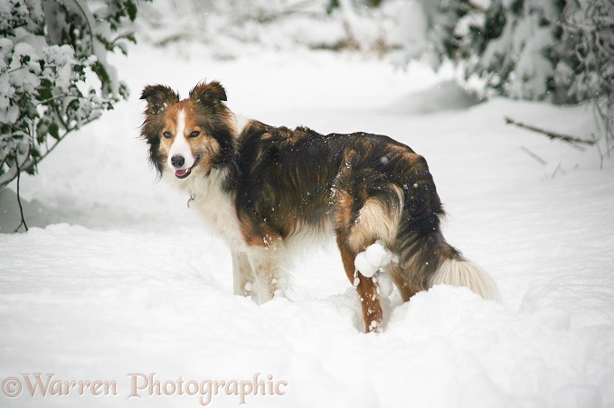 Sable Border Collie Teal with snowballs collected on her 'skirts'