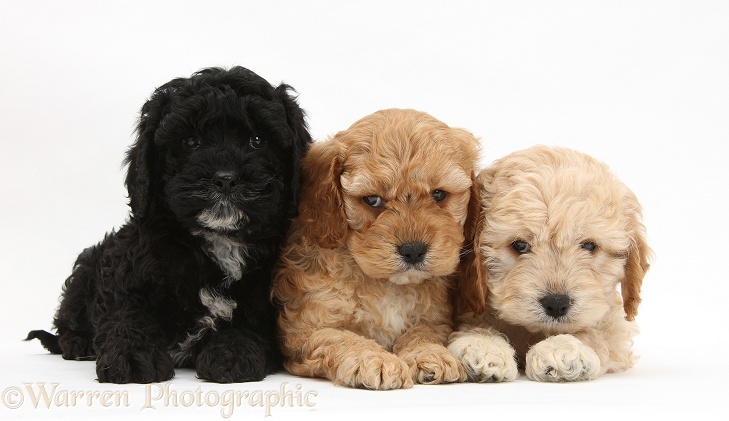 Two golden and one black Cockapoo pups, white background