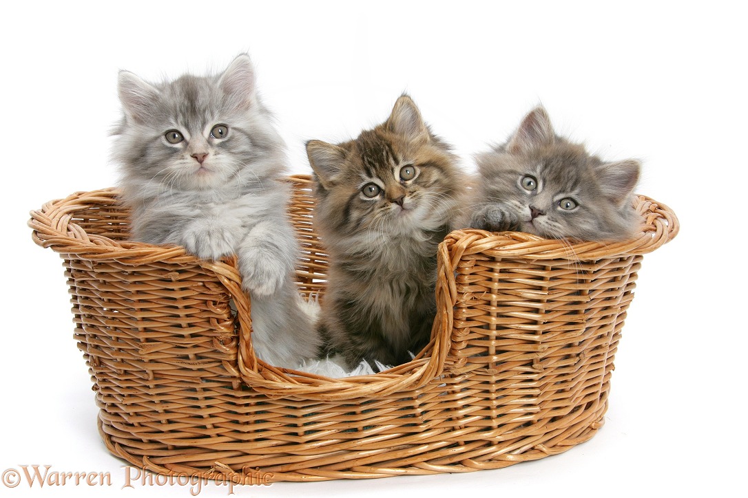 Three Maine Coon kittens, 8 weeks old, in a basket, white background