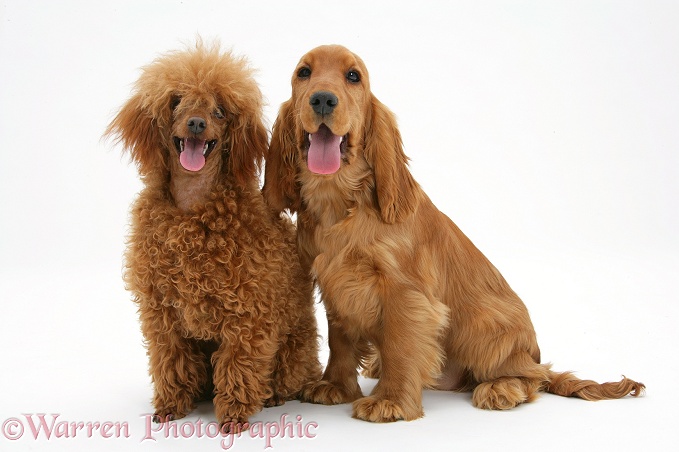 Red/Golden English Cocker Spaniel with red toy Poodle, Reggie, white background