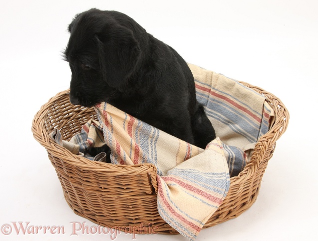 Black Labrador x Portuguese Water Dog pup, Cassie, chewing her blanket, white background