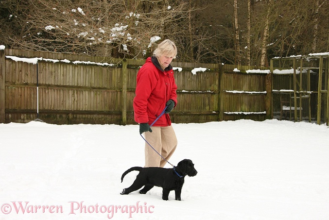Di walking her Black Labrador x Portuguese Water Dog pup, Cassie, in the snow
