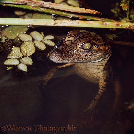 Young Nile Crocodile (Crocodylus niloticus) coming to the water's surface