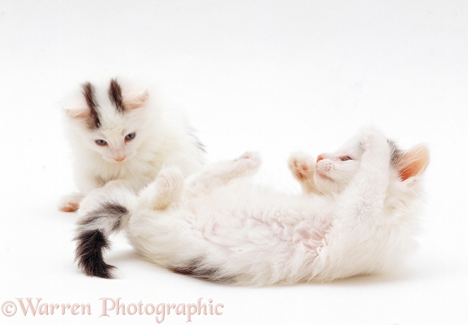 Two black-and-white kittens, 7 weeks old, white background