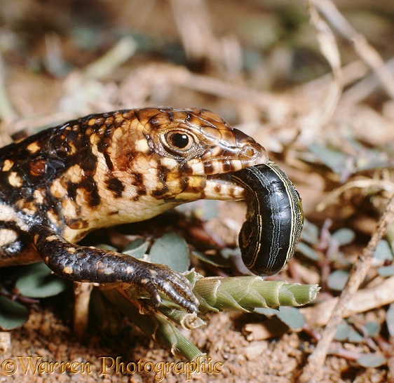 Speckle-lipped Skink (Mabuya maculilabris) eating an Army-worm (caterpillar of Spodotera exempta).  E Africa