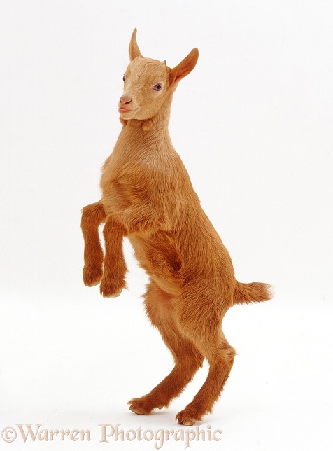 Pygmy x Golden Guernsey female goat kid, standing on hind legs, white background