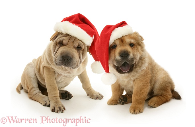 Shar-pei pups wearing Father Christmas hats, white background
