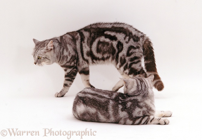 Encounter between two yowling male cats, silver tabbies Peregrine and Butterfly, white background