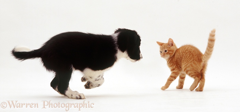 Playful Border Collie x New Zealand Hunterway puppy, Zak, about to be put in his place by Red Spotted kitten, both about 9 weeks old, white background
