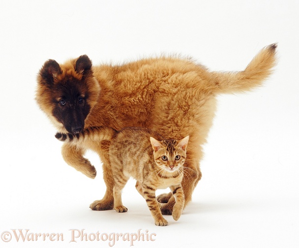 Belgian Shepherd (Tervueren) bitch puppy, Flyte, 14 weeks old, with Brown Spotted Bengal kitten, white background
