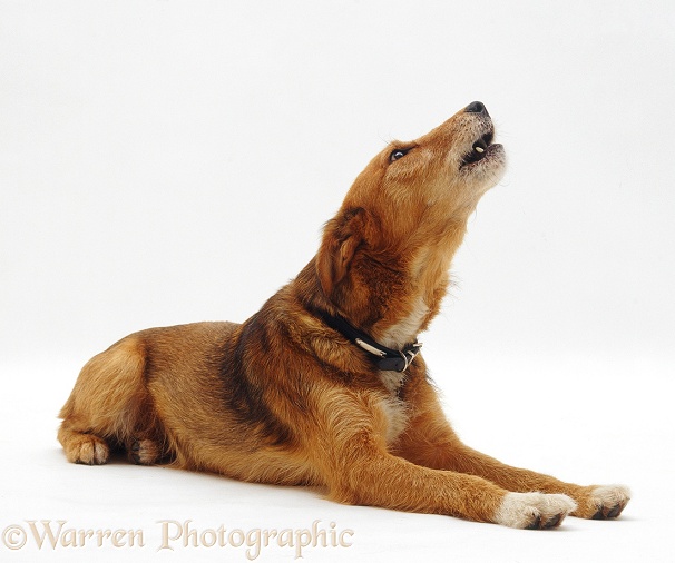 Lakeland Terrier x Border Collie, Bess, howling, white background