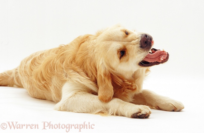 Golden Retriever dog, Jez, bearing his teach, white background