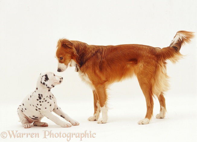 Border Collie, Lollipop, meeting Dalmatian pup and freezing, white background