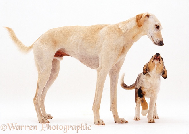 Border Collie pup licking nose in submission on meeting adult Saluki Lurcher, Swift, white background
