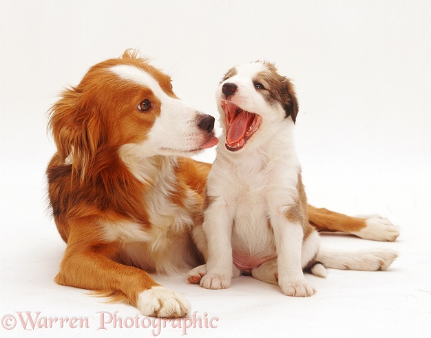 Border Collie, Lollipop, with one of her pups, 5 weeks old, yawning, white background
