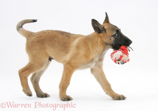 Belgian Shepherd Dog pup, Antar, 10 weeks old, playing with ragger toy, white background