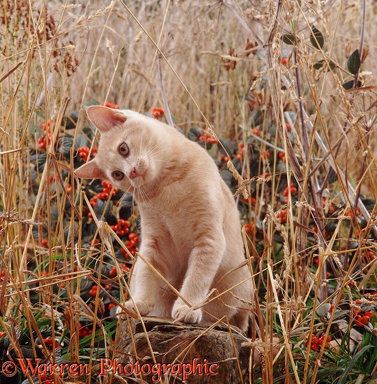 Cream kitten studying a rustling sound among Cocksfoot Grass and Cotoneaster berries