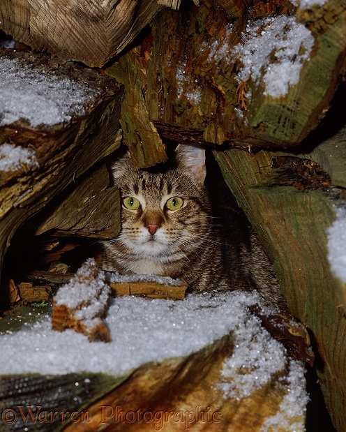 Tabby cat, hating the cold and snow, taking refuge among log pile