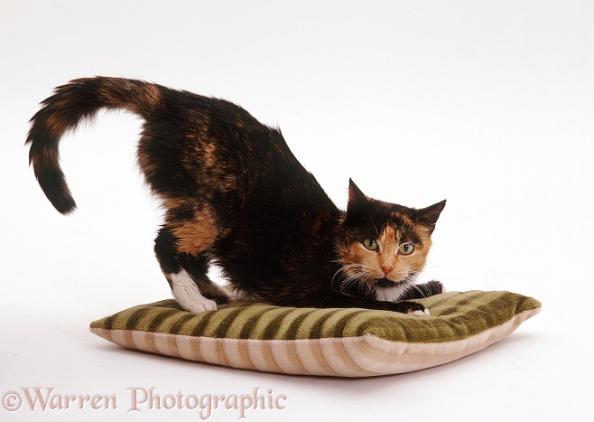 Tortoiseshell cat Tortie-Toes on a cushion, white background