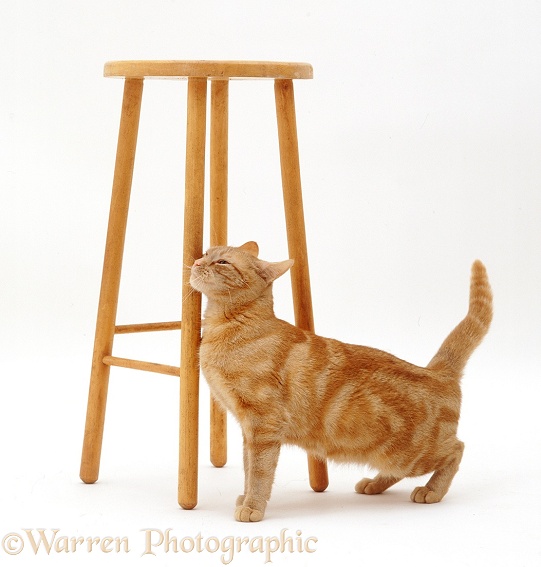 Ginger female cat Lucky in oestrus, face-rubbing against a tall stool, white background