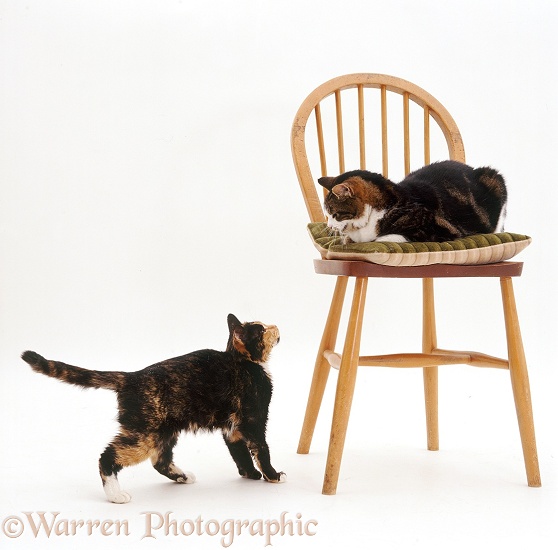 Fat elderly cat, Leo, looking down at thin cat, Tortie-Toes, who is not a well cat!, white background