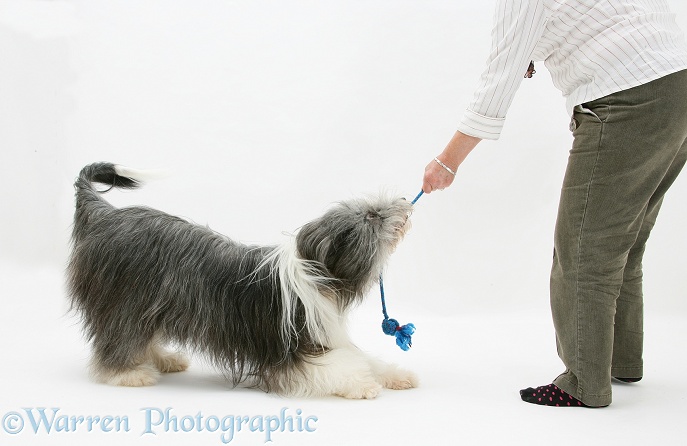 Bearded Collie bitch, Ellie, playing tug with owner, white background