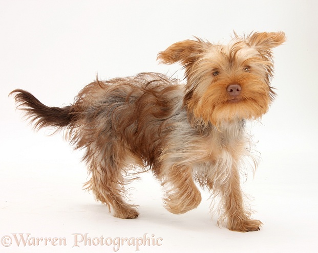 Yorkshire Terrier x Poodle pup, Swede, running, white background