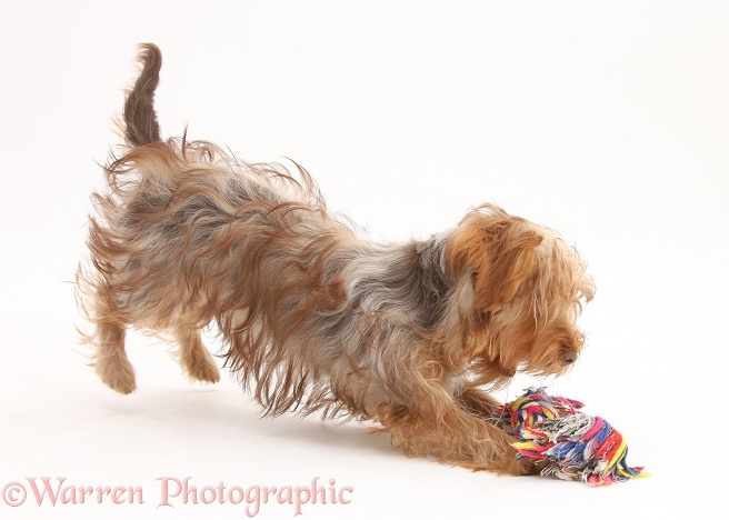Yorkshire Terrier x Poodle pup, Swede, playing with a ragger toy, white background