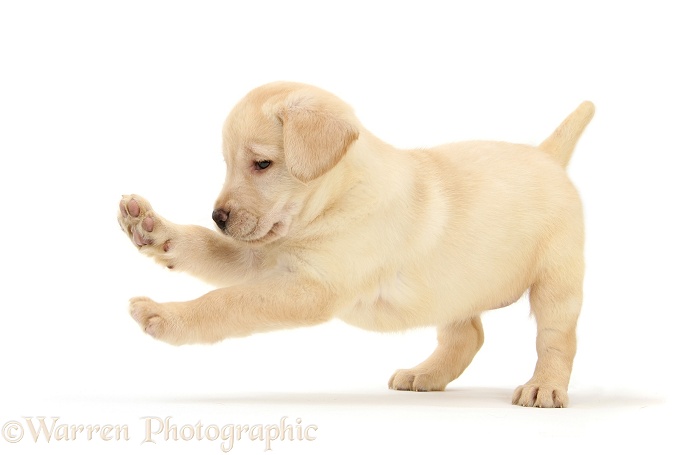 Yellow Labrador Retriever puppy, 7 weeks old, pouncing, white background