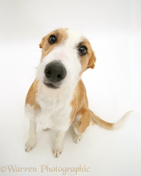 Lurcher, Kipling, looking up, white background