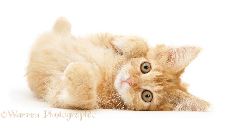 Ginger Maine Coon kitten lying on its side, white background