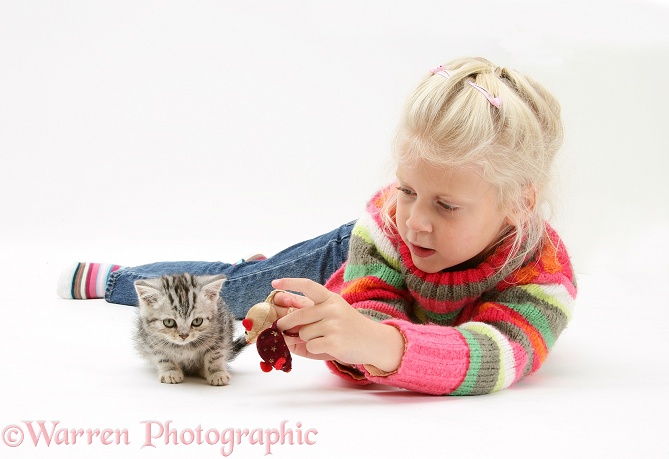 Siena trying to get a silver tabby kitten to play with toy mice, white background