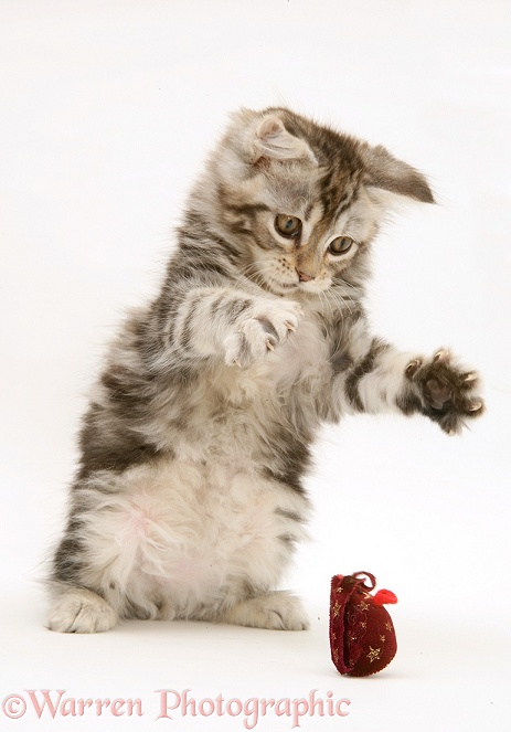 Tabby Maine Coon kitten playing with a toy mouse, white background
