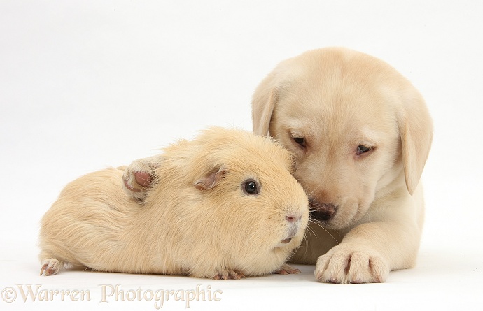 Yellow Labrador Retriever pup, 7 weeks old, and yellow Guinea pig, white background