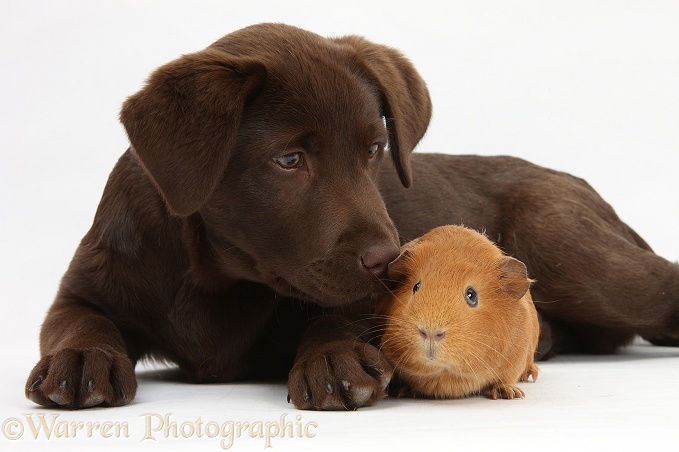 Chocolate Labrador pup, Lucie, 3 months old, with red Guinea pig, white background