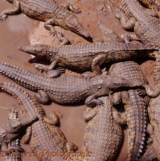Nile Crocodiles (Crocodilus niloticus) basking in mud.  Africa