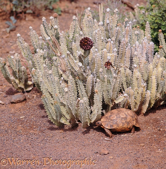 Bell's Hinged Tortoise (Kinixys belliana) beside Asclepiad (Caralluma russelliana), a tropical plant of the East African semi-desert