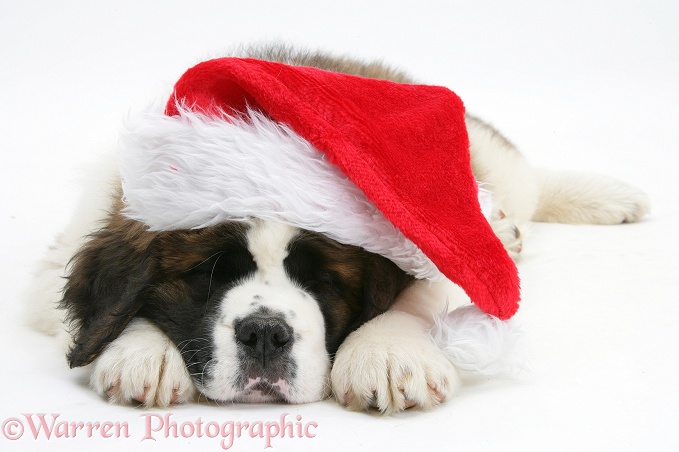 Saint Bernard puppy, Vogue, asleep with a Father Christmas hat on, white background