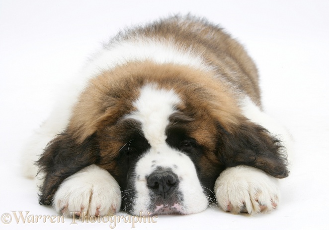 Saint Bernard puppy, Vogue, asleep, white background