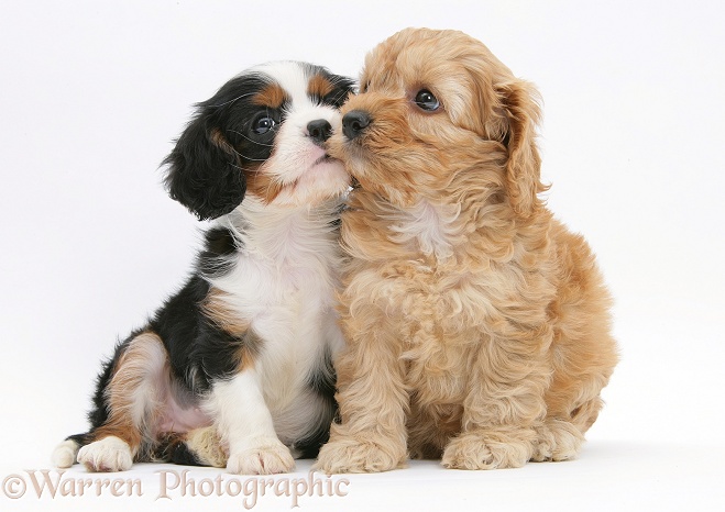 Golden Cockapoo pup, 6 weeks old, with tricolour Cavalier King Charles Spaniel pup, Molly, 7 weeks old, white background