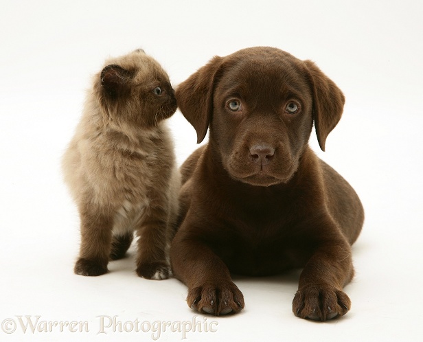 Chocolate Labrador Retriever pup with chocolate Birman-cross kitten, white background